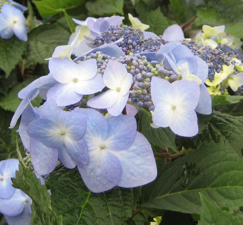 Twist-n-Shout® Hydrangea | Natorp's Online Plant Store